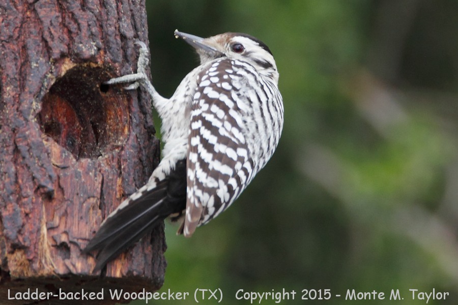 Ladder-backed Woodpecker -winter female- (Texas)