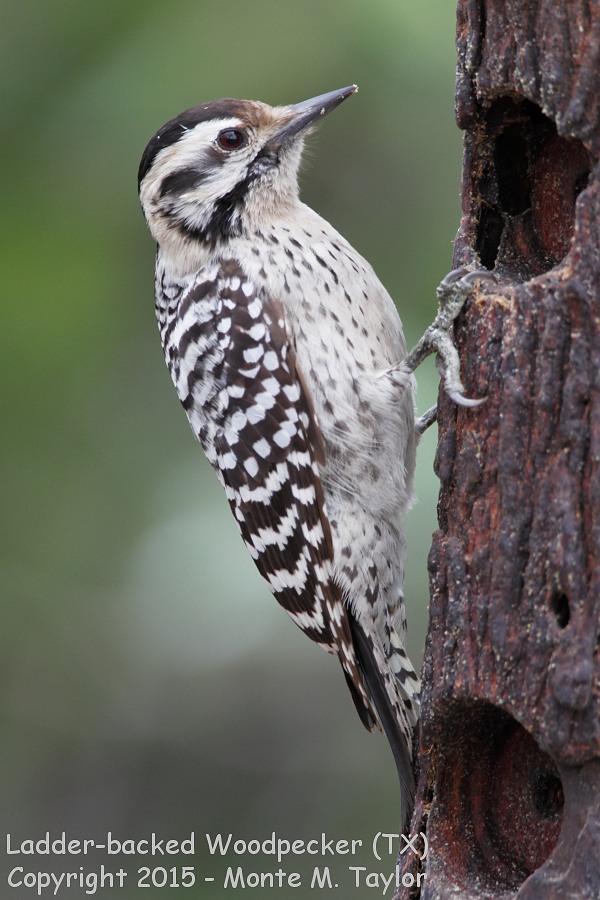 Ladder-backed Woodpecker -winter female- (Texas)
