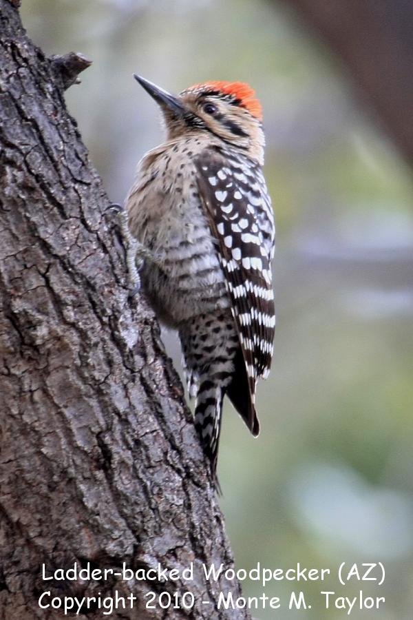 Ladder-backed Woodpecker -winter male- (Arizona)