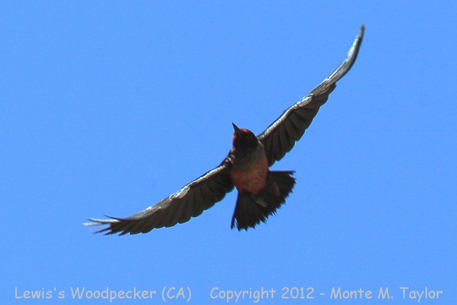 Lewis's Woodpecker -summer- (California)