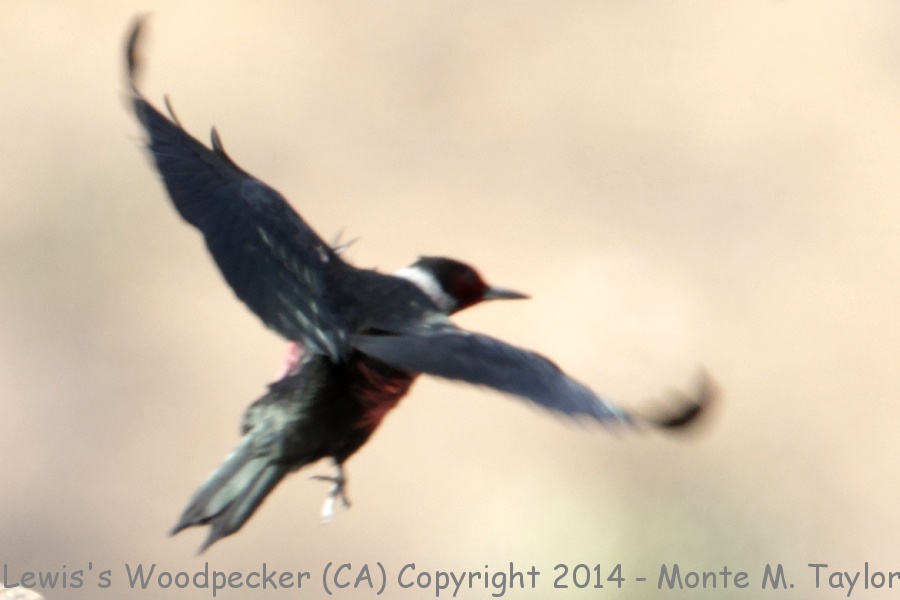 Lewis's Woodpecker -winter- (California)