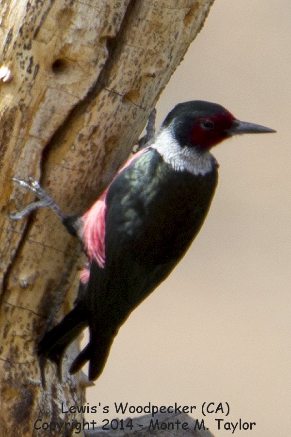 Lewis's Woodpecker -winter- (California) 