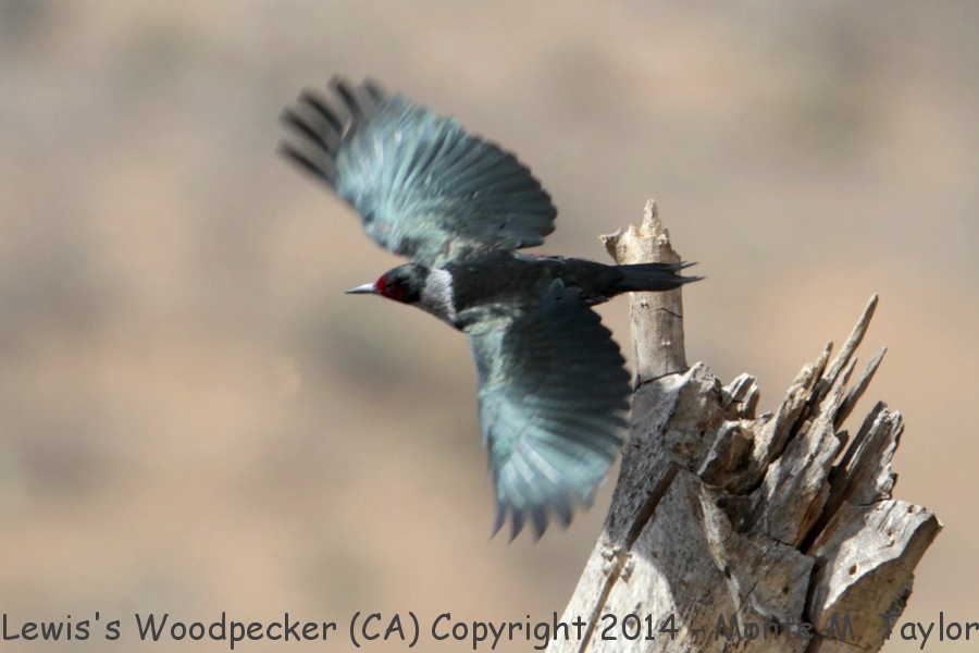Lewis's Woodpecker -winter- (California)