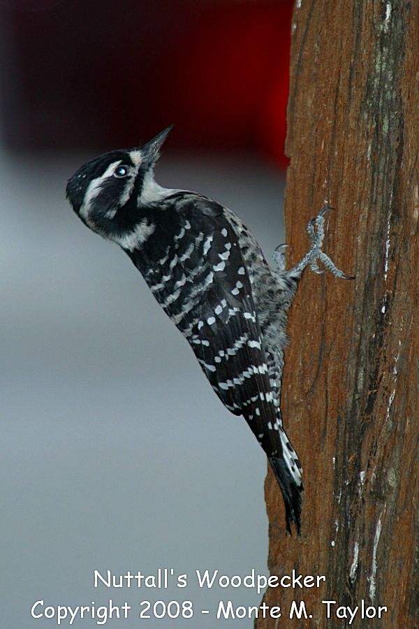 Nuttall's Woodpecker -fall female- (California)