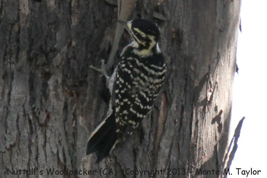 Nuttall's Woodpecker -summer female- (California)