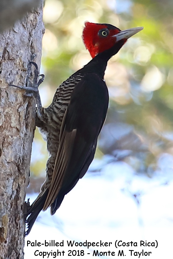 Pale-billed Woodpecker -winter- (Puntarenas, Costa Rica)