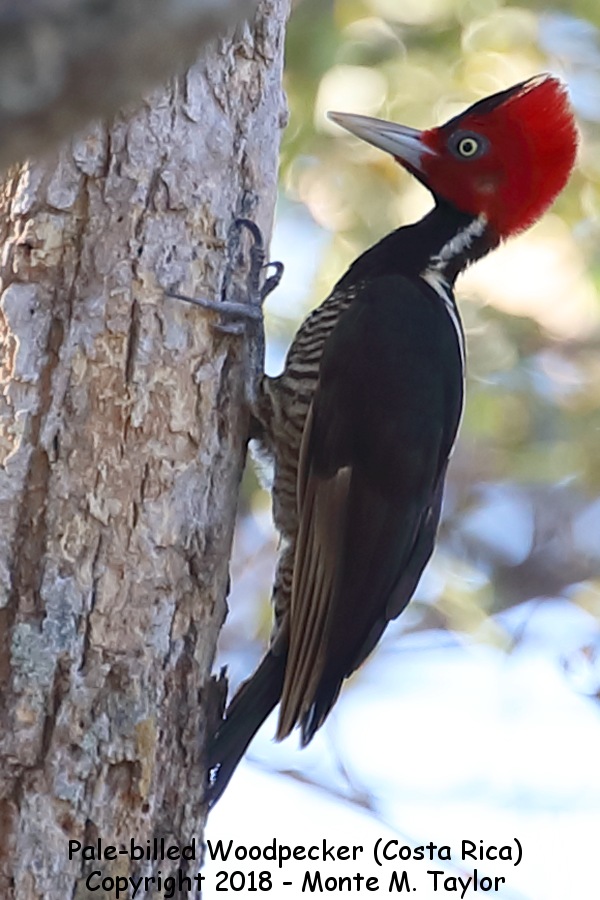 Pale-billed Woodpecker -winter- (Puntarenas, Costa Rica)