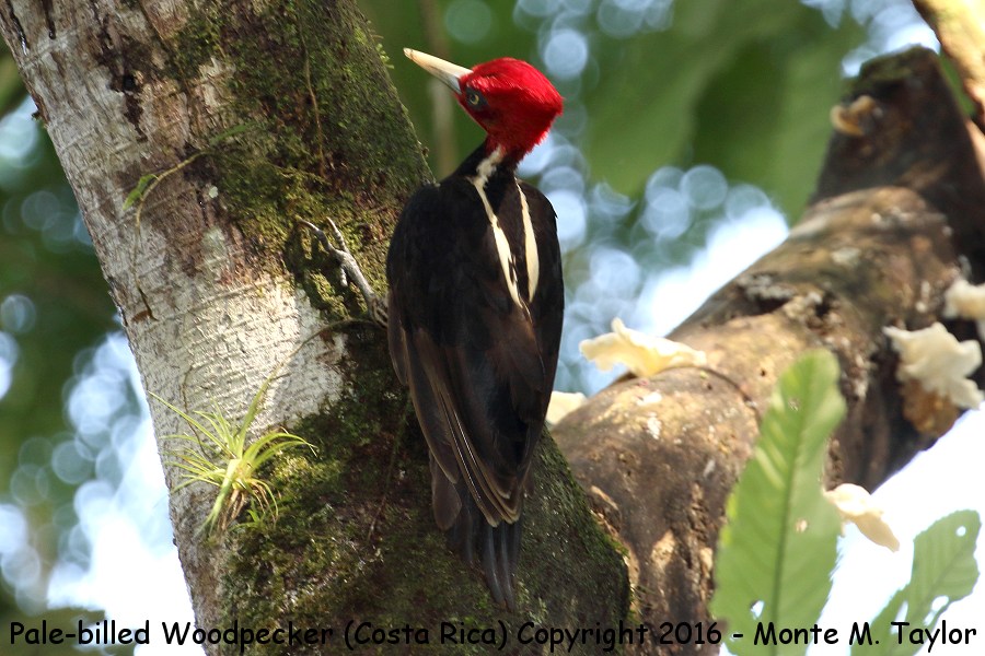 Pale-billed Woodpecker -winter- (Selva Verde, Costa Rica)