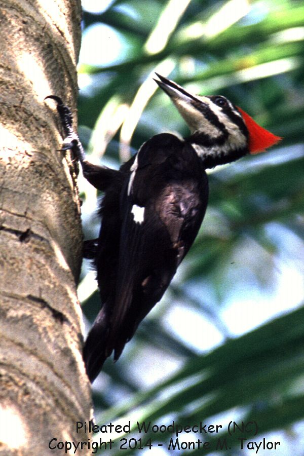 Pileated Woodpecker -spring female- (Florida)
