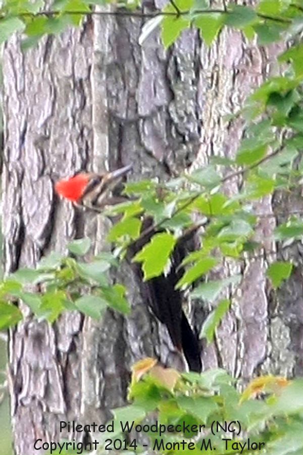Pileated Woodpecker -spring female- (North Carolina)