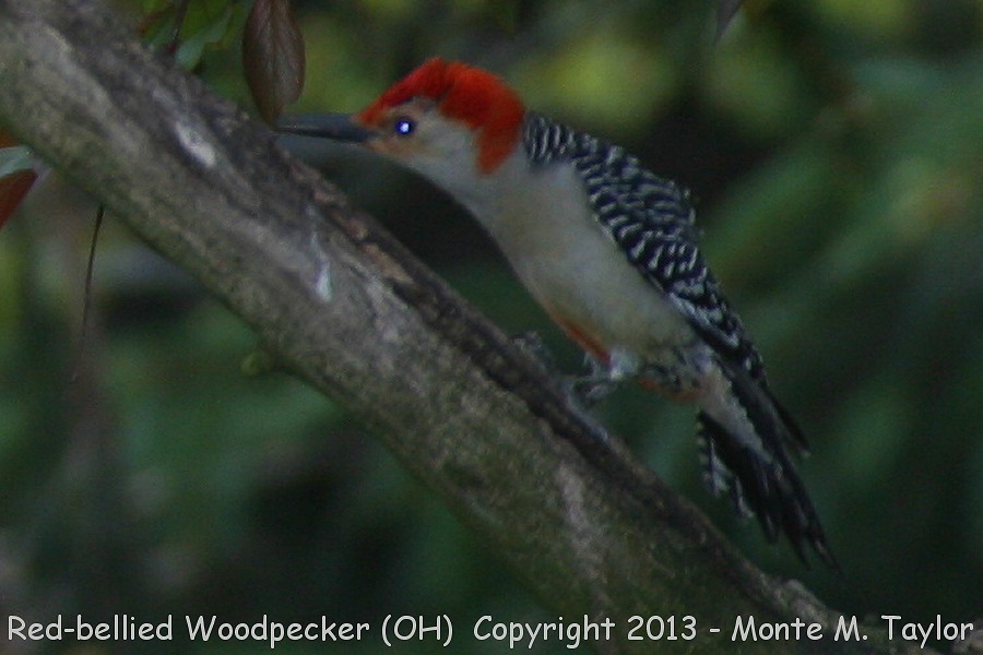 Red-bellied Woodpecker -spring male- (Ohio)