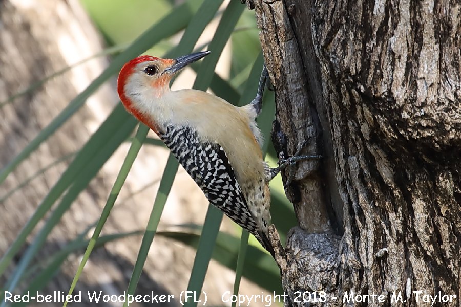 Red-bellied Woodpecker -winter male- (Florida)