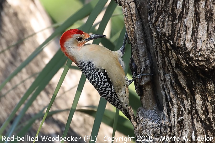 Red-bellied Woodpecker -winter male- (Florida)