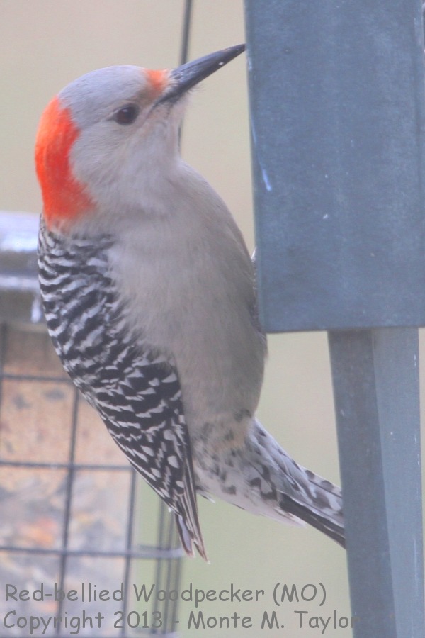 Red-bellied Woodpecker -winter male- (Missouri)