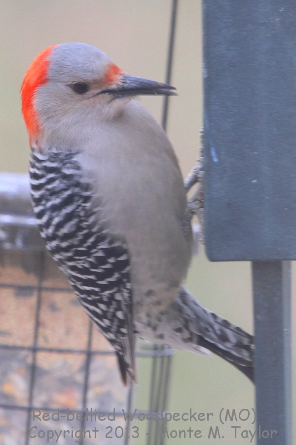 Redbellied Woodpecker