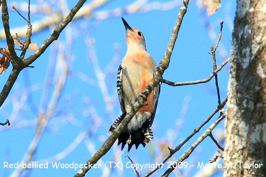 Red-bellied Woodpecker -winter male- (Texas)