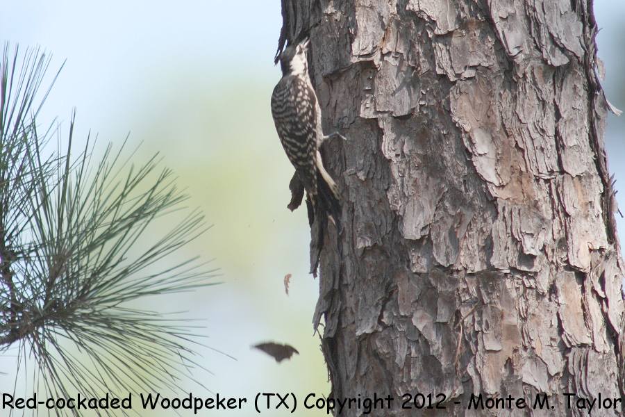 Red-cockaded Woodpecker -spring female- (Conroe, Texas)