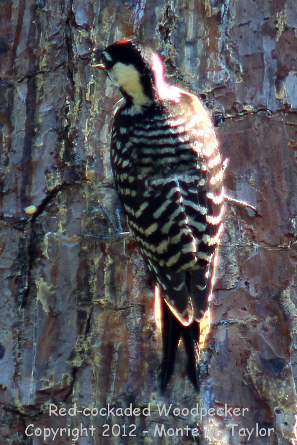 Red-cockaded Woodpecker -spring male- (Conroe, Texas)