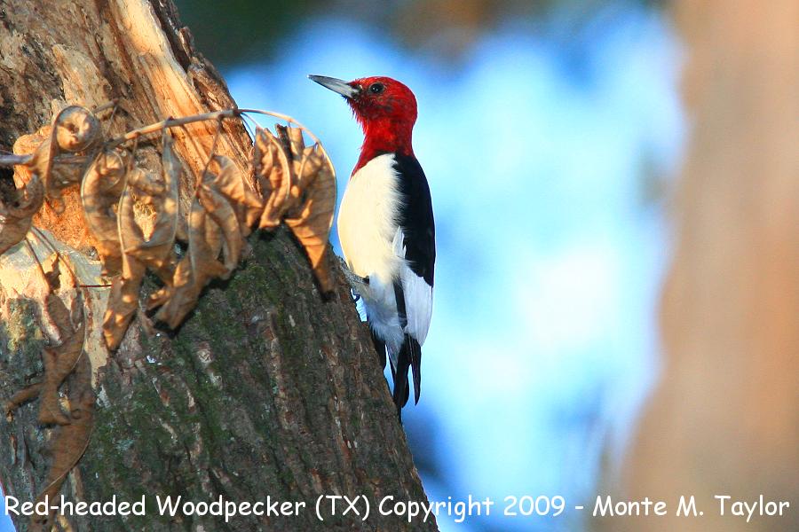 Red-headed Woodpecker -winter- (Texas)