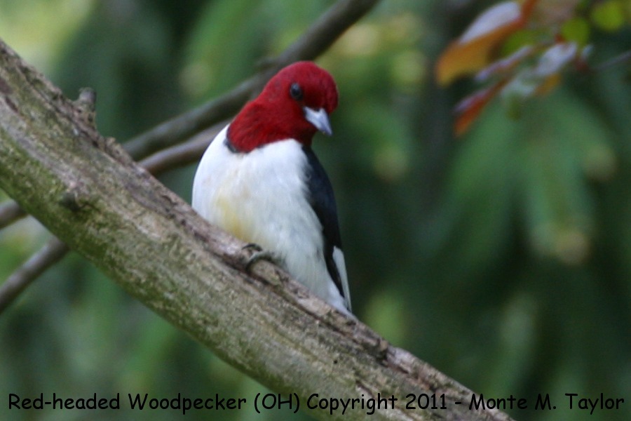 Red-headed Woodpecker -spring- (Ohio)