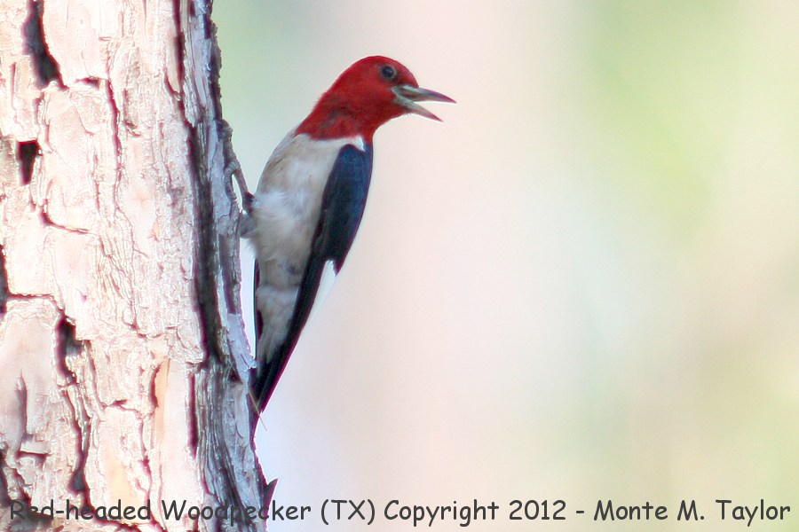 Red-headed Woodpecker -spring- (Texas)