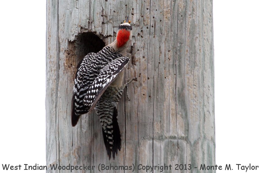 West Indian Woodpecker -summer female- (Little Abaco, Bahamas)