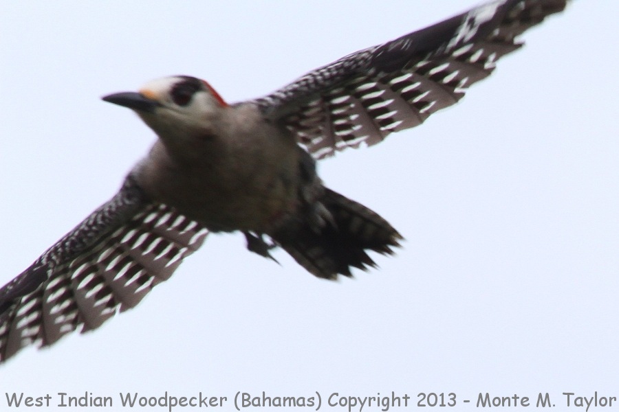 West Indian Woodpecker -summer female- (Little Abaco, Bahamas)