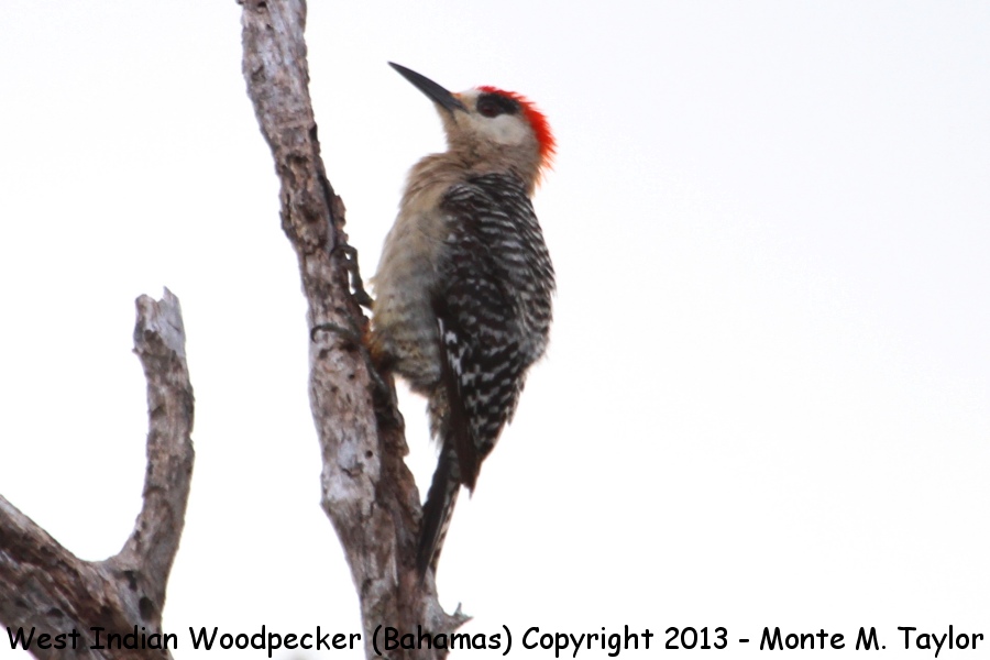 West Indian Woodpecker -summer male- (Little Abaco, Bahamas)