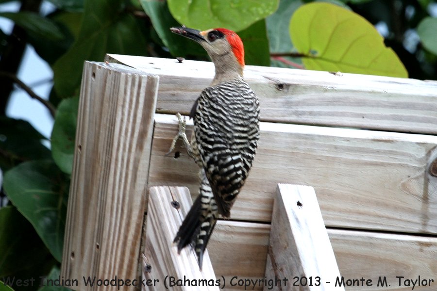 West Indian Woodpecker -summer male- (Little Abaco, Bahamas)