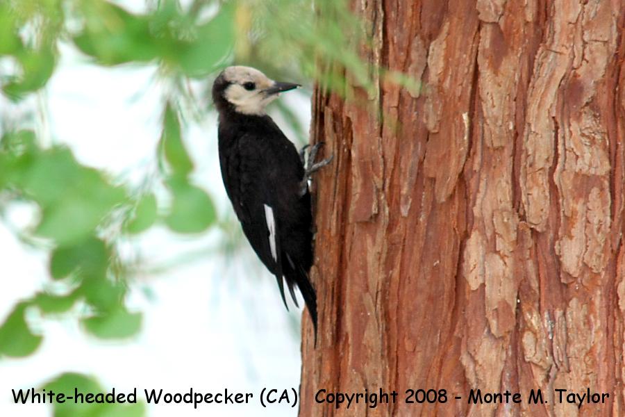 White-headed Woodpecker -summer female- (California)