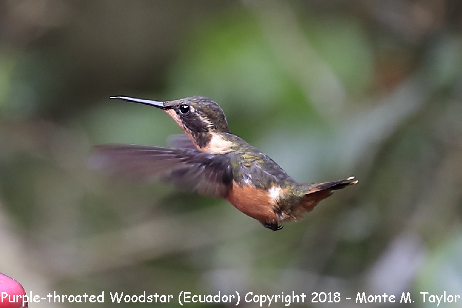 Purple-throated Woodstar -female- (Ecuador)