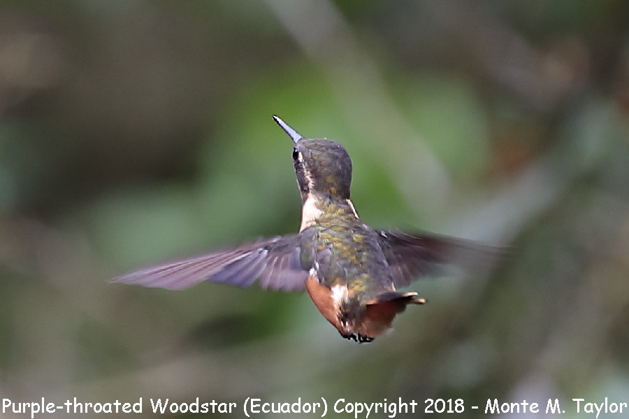 Purple-throated Woodstar -female- (Ecuador)
