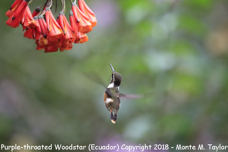 Purple-throated Woodstar -female- (Alambi, Ecuador)