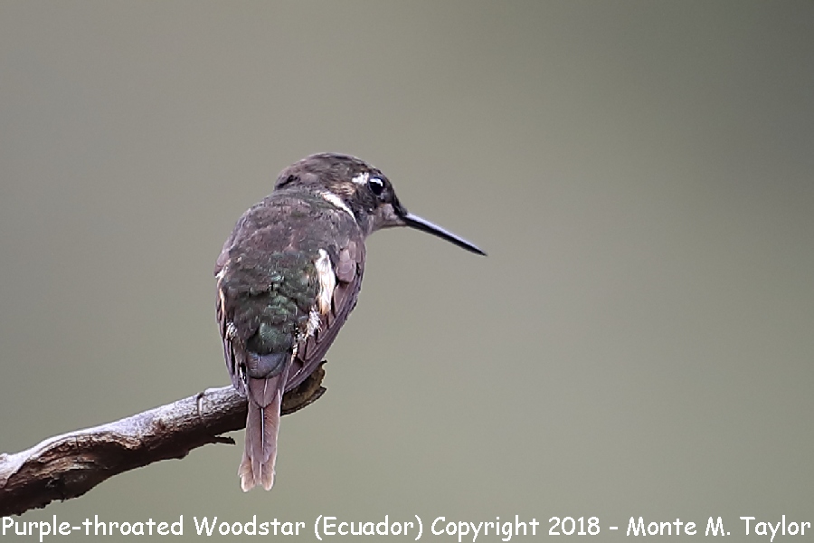 Purple-throated Woodstar -male- (Alambi, Ecuador)