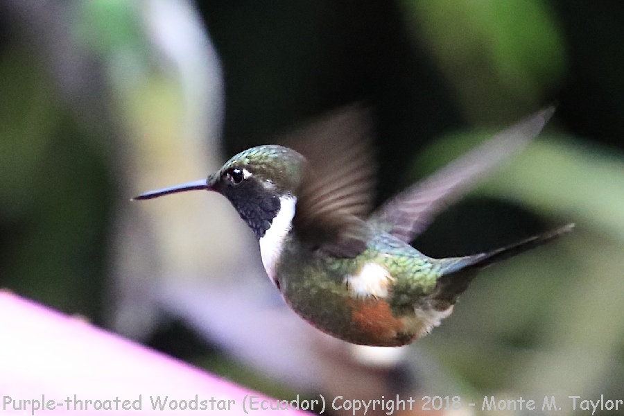 Purple-throated Woodstar -male- (Alambi, Ecuador)