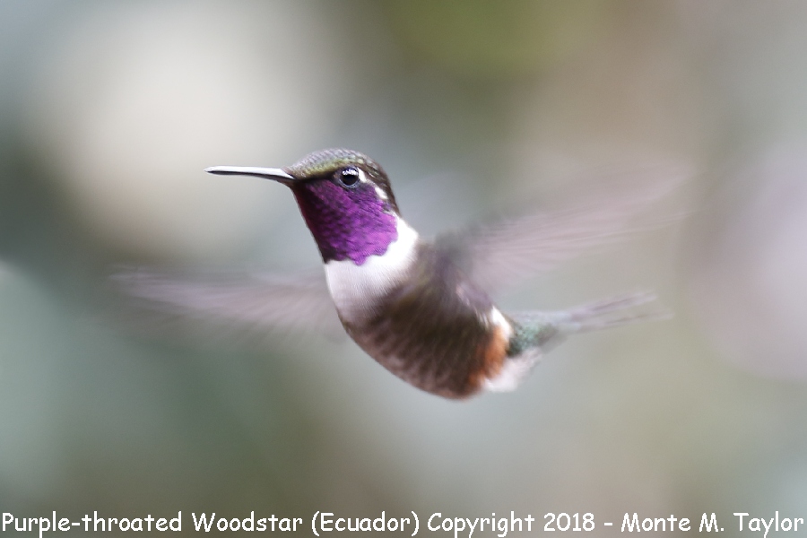 Purple-throated Woodstar -male- (Ecuador)