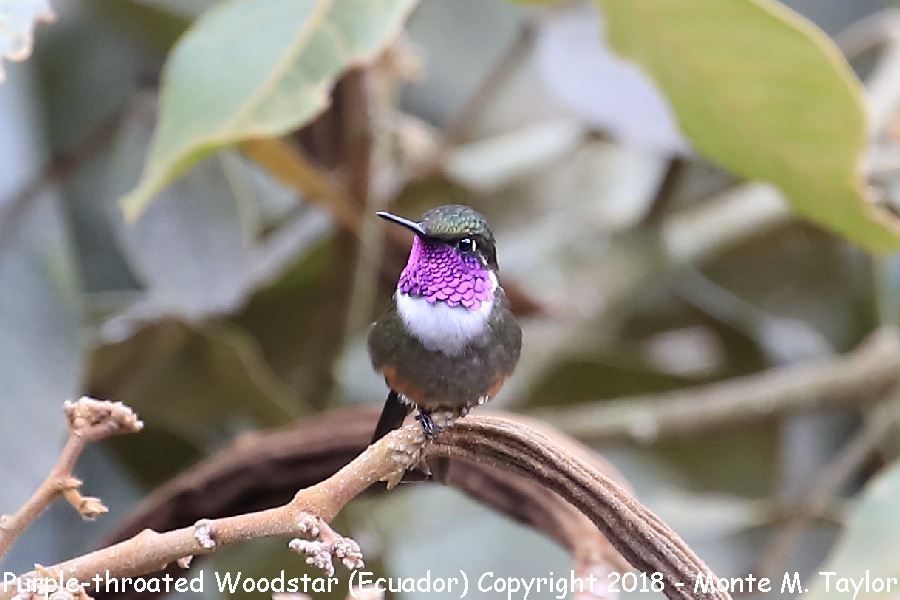 Purple-throated Woodstar -male- (Ecuador)