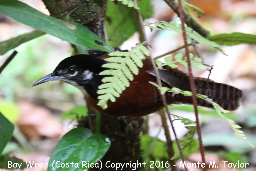 Bay Wren -winter- (Selva Verde, Costa Rica)