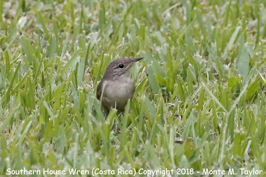 Southern House Wren -March- (Costa Rica)
