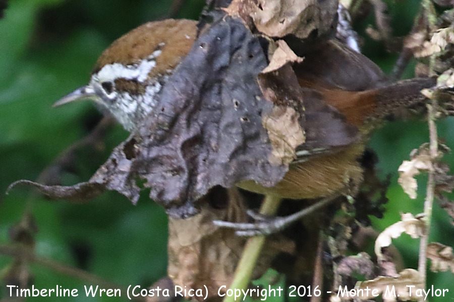 Timberline Wren -winter- (Savegre, Costa Rica)