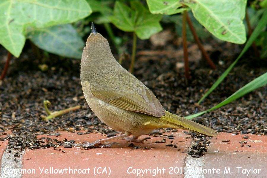 Common Yellowthroat -winter female- (California)