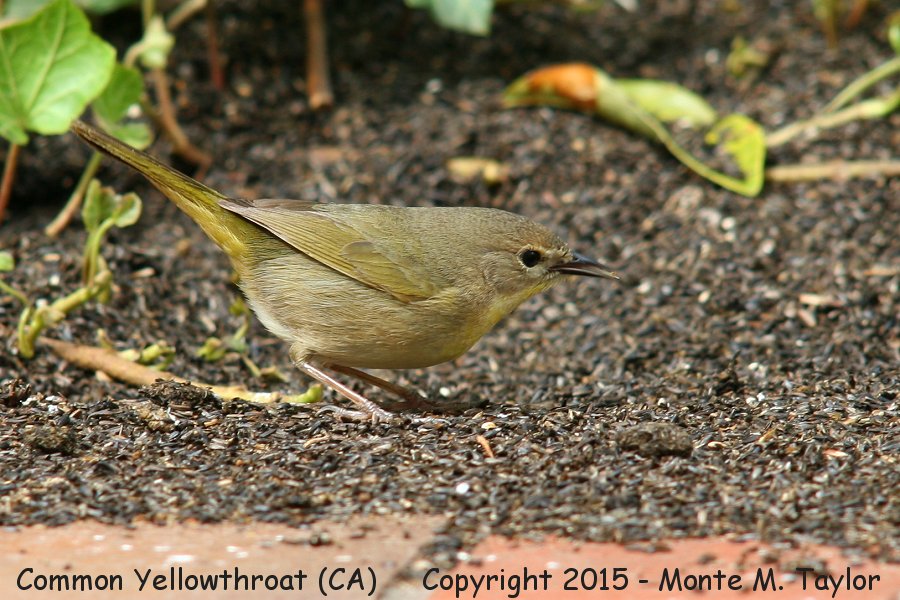 Common Yellowthroat -winter female- (California)