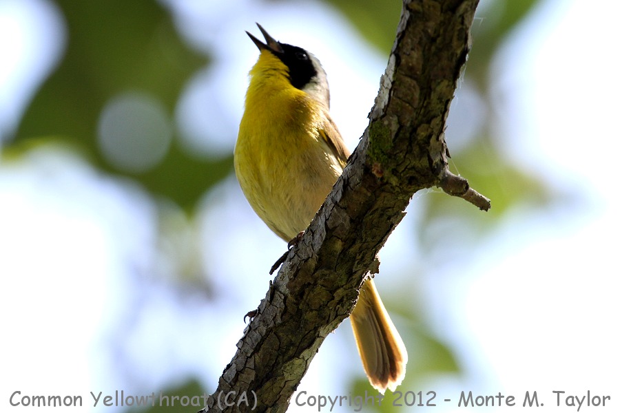 Common Yellowthroat -spring male- (California)