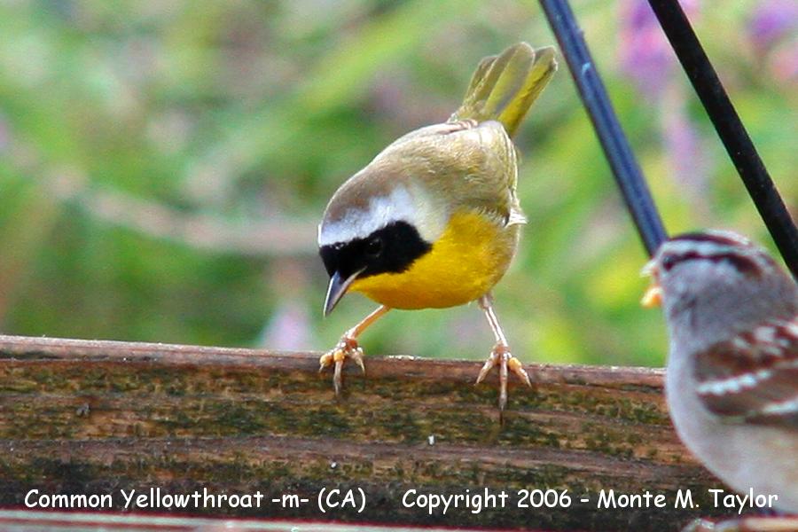 Common Yellowthroat -winter male- (California)