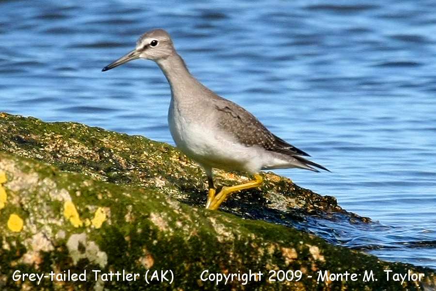 Gray-tailed Tattler -fall- (Gambell, St. Lawrence Island, Alaska)