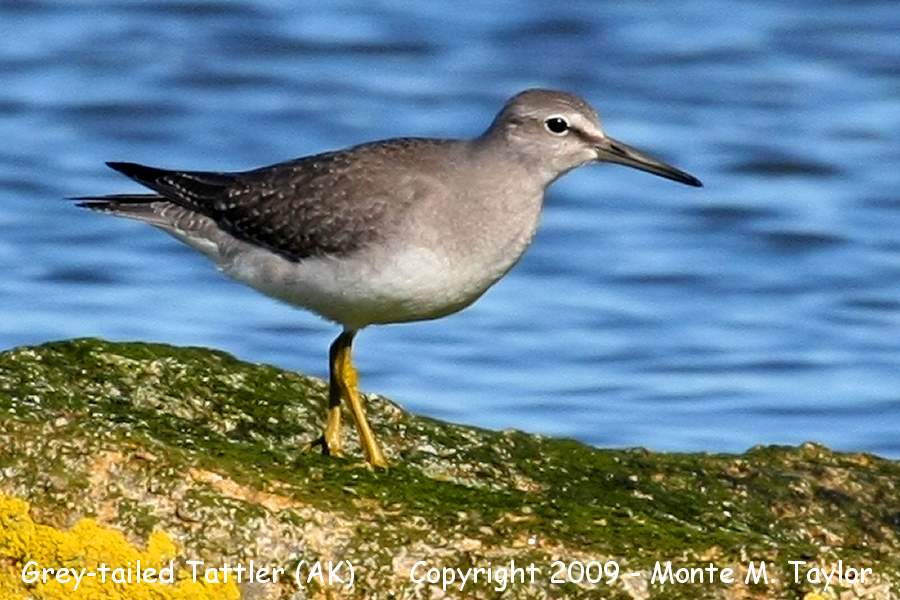Gray-tailed Tattler -fall- (Gambell, St. Lawrence Island, Alaska)