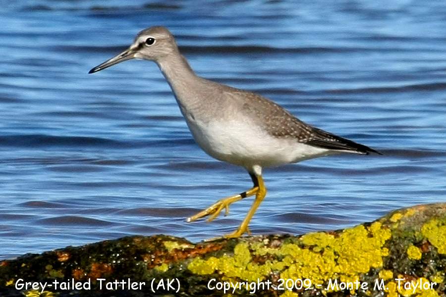 Gray-tailed Tattler -fall- (Gambell, St. Lawrence Island, Alaska)