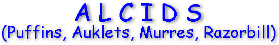 Puffins, Auklets, Razorbill, Guillemot, Murre Gallery