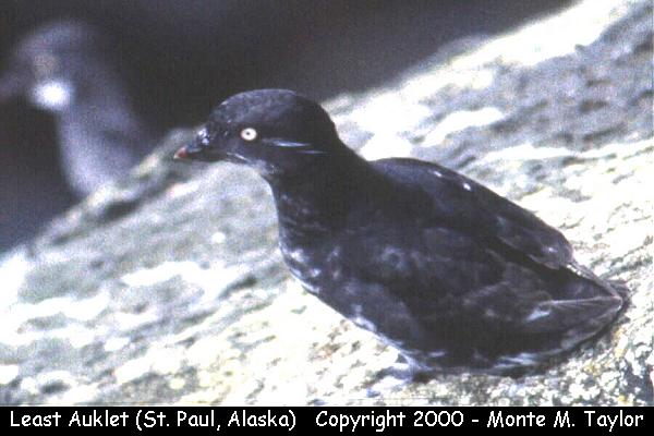 Least Auklet -spring- (St. Paul Island, Alaska)