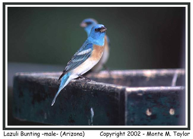 Lazuli Bunting -male- (Arizona)